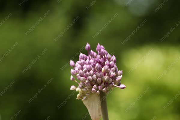 ニンニクの花2