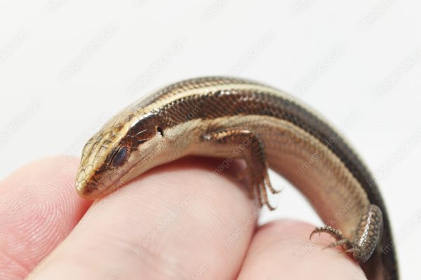 ヒガシニホントカゲ20