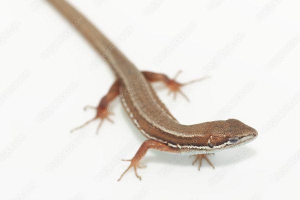 ニホンカナヘビのベビー2