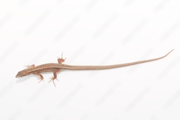 ニホンカナヘビのベビー22