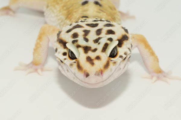 ヒョウモントカゲモドキ7