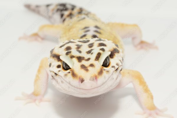 ヒョウモントカゲモドキ8