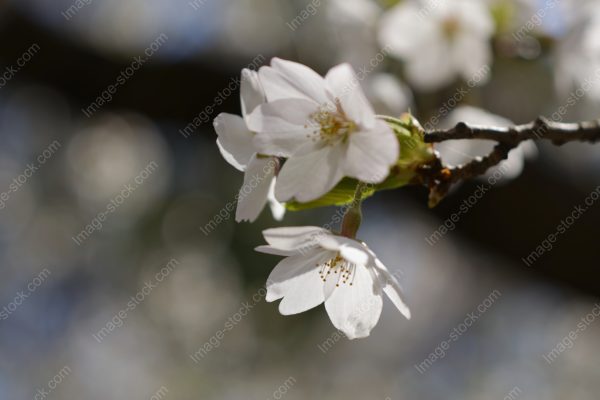 桜29