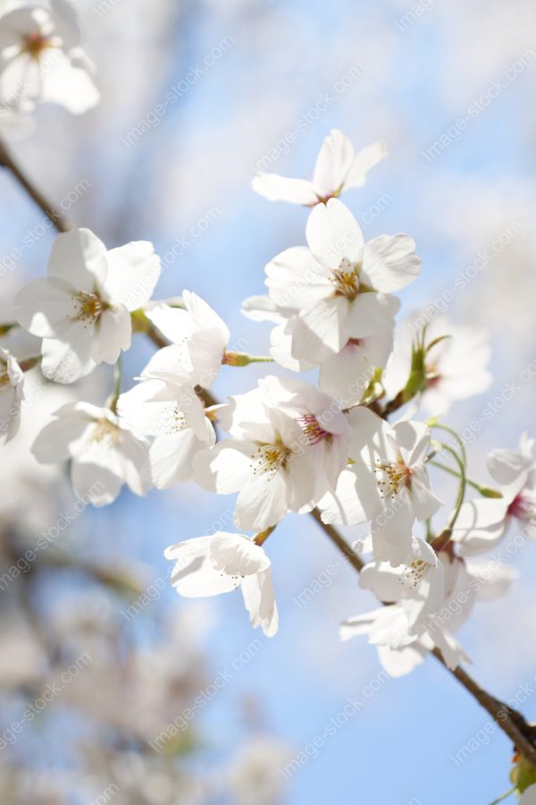 桜43