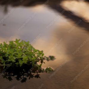 水草1