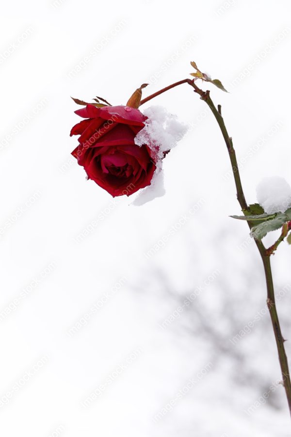 雪と薔薇4