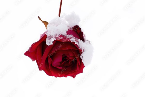 雪と薔薇5