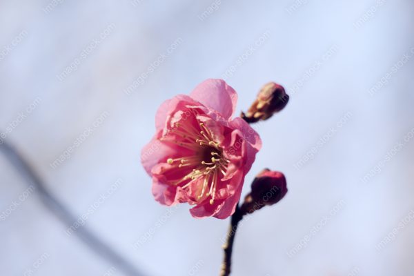 梅の花31