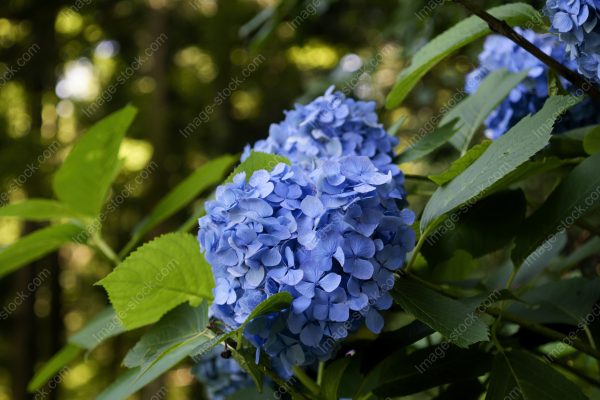 紫陽花19