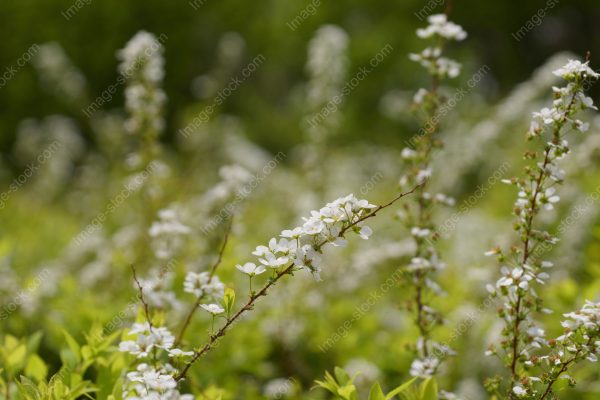 ユキヤナギ6