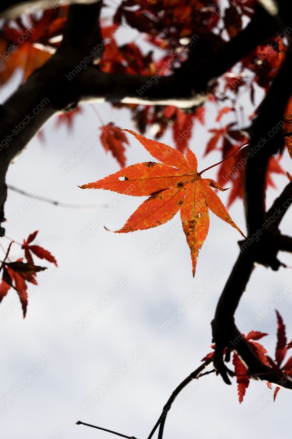 紅葉7