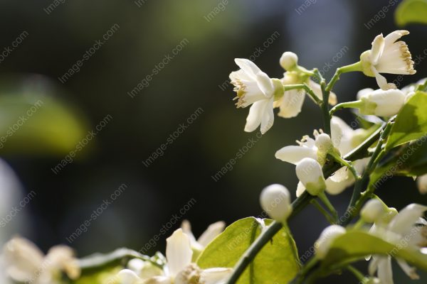 甘夏3