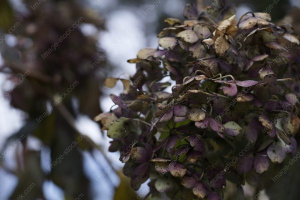 紫陽花27