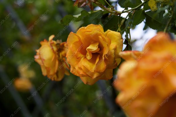 オレンジ色の薔薇5