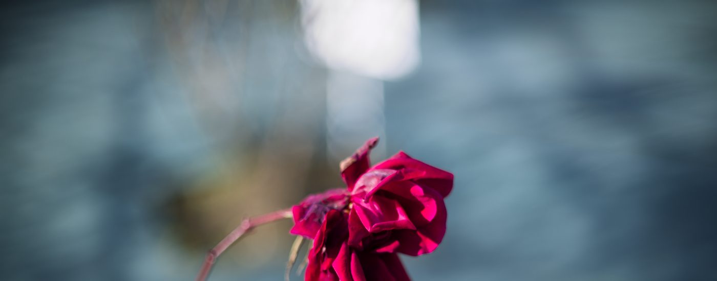 NIKKOR-S C Auto 50mm f1.4